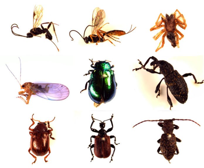 生物学家利用基因组变异预测昆虫群落结构